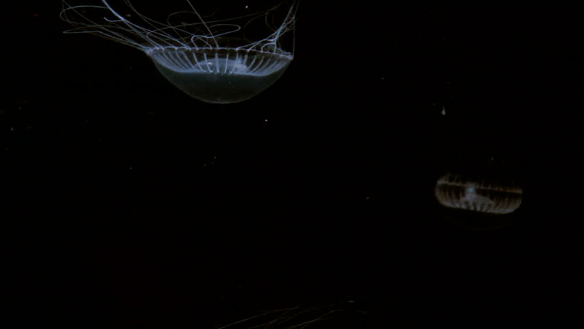 Mystic jellyfish float around in darkness