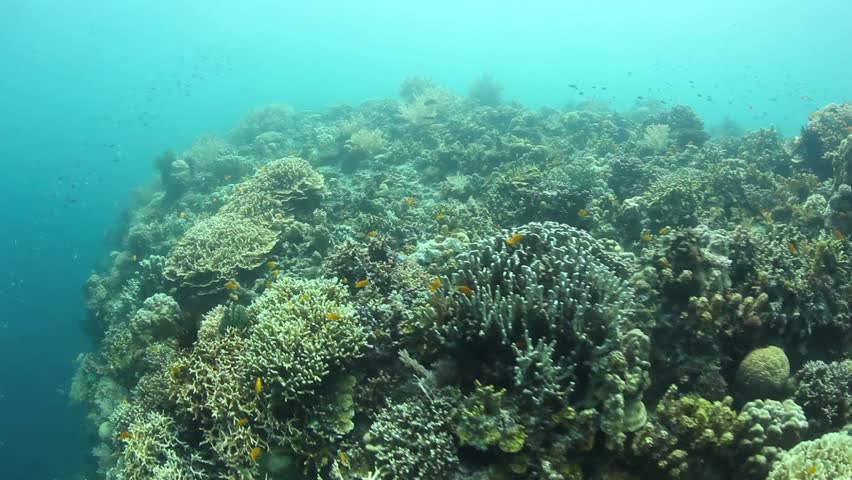 A variety of hard, reef-building corals, as well as soft corals, grow on a