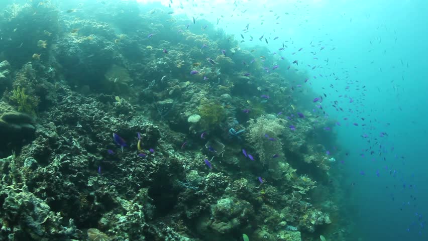 A variety of hard, reef-building corals, as well as soft corals, grow on a
