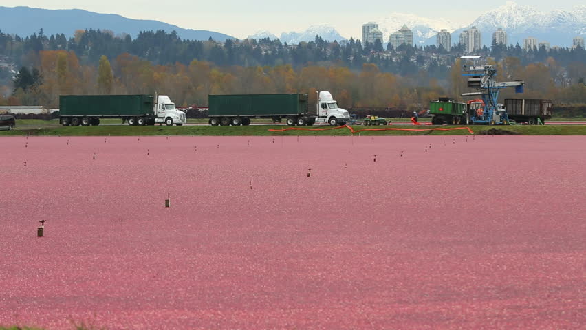 Cranberry Harvest, Richmond, British Columbia. Farm workers harvest floating cranberries from flooded cranberry bogs and load them onto trucks. Richmond, British Columbia, Canada.
