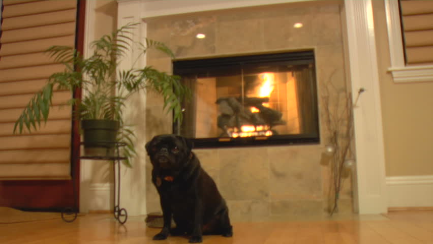 Black Pug dog sits by the fire