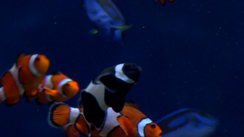 Live tropical, colorful fish underwater.  Two breeds of clown fish and blue