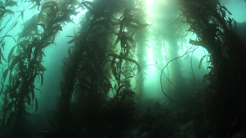 Giant kelp (Macrocystis pyrifera) grows up towards the surface of Monterey Bay,