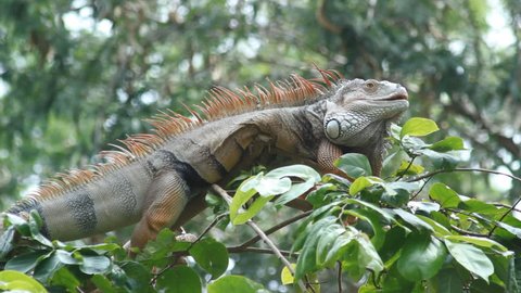 Big iguana resting on the top of tree.