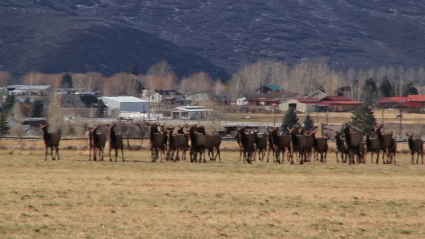 A large herd of elk in a field beneath the beautiful range of the rocky