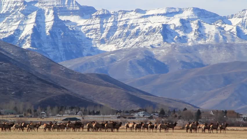 A large herd of elk in a field beneath the beautiful range of the rocky