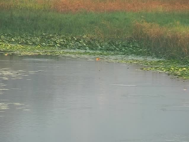 water-lily in the lake
