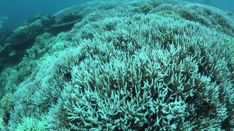 Coral bleaching occurs when sea surface temperatures rise causing the symbiotic zooxanthellae within the coral polyps to be expelled. Without zooxanthellae the corals look white or pastel in color.