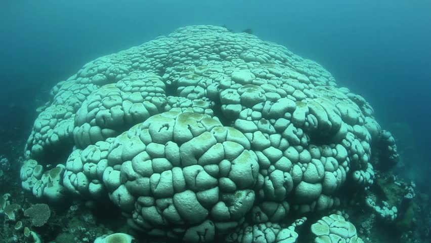 Coral bleaching occurs when sea surface temperatures rise causing the symbiotic