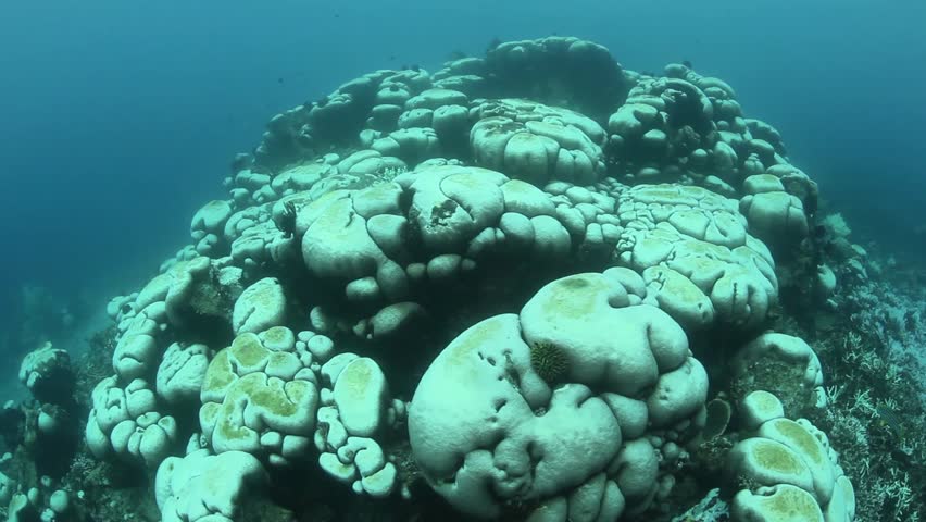 Coral bleaching occurs when sea surface temperatures rise causing the symbiotic