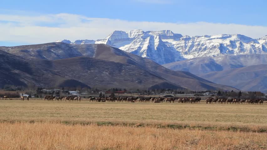 A beautiful herd of elk in a field beneath the rocky mountains and by a small