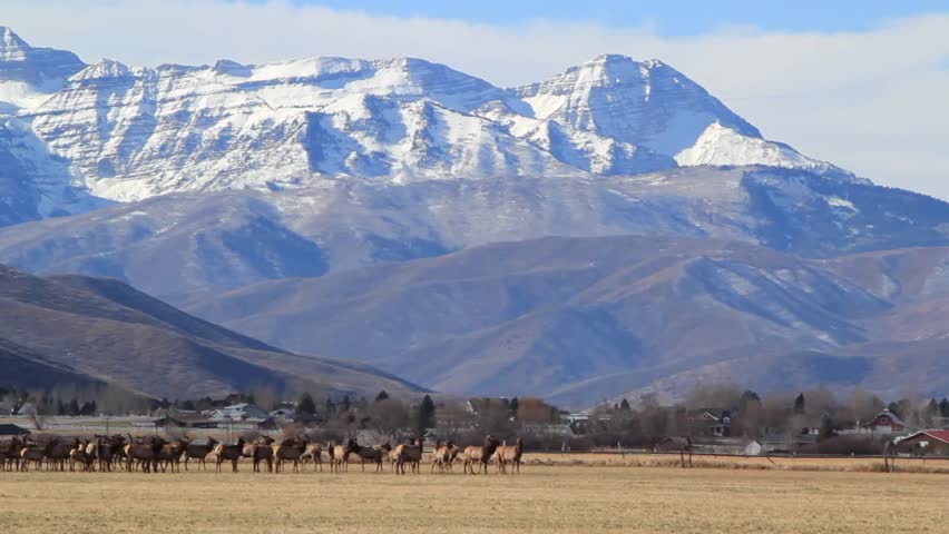 A beautiful herd of elk in a field beneath the rocky mountains and by a small