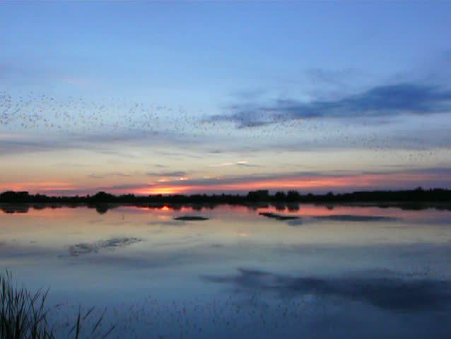 A flock of birds flying over a lake after sunset