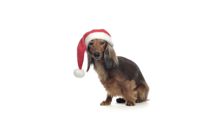 dachshund santa hat