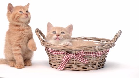 Two red kittens playing in the studio, one is sitting in basket
