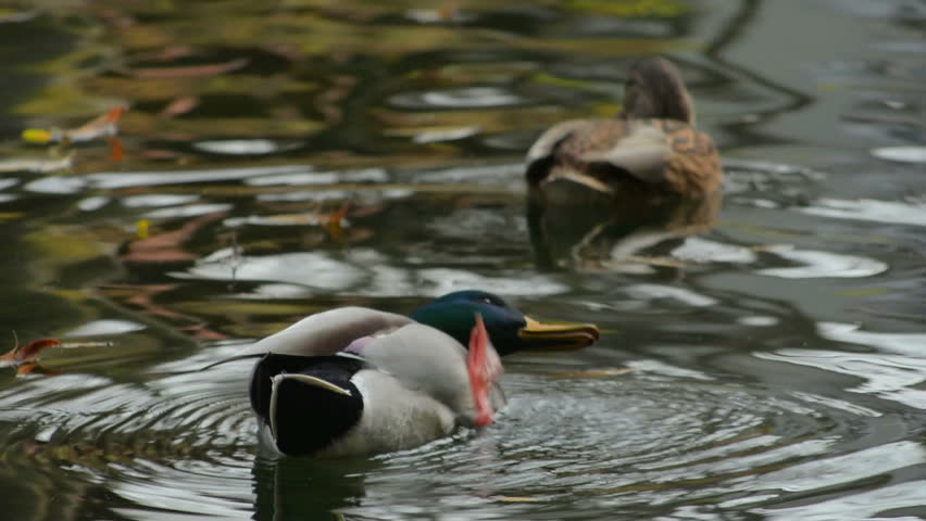 mountain duck free license throttling