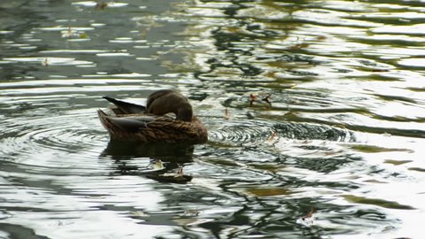 ducks swiming on water surface