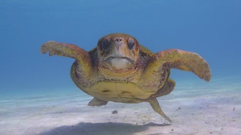 loggerhead turtle swims at and over camera (Caretta caretta)