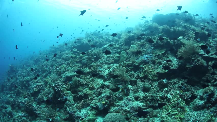 Small reef fish flutter above a coral reef slope in Indonesia. Many Indo-Pacific