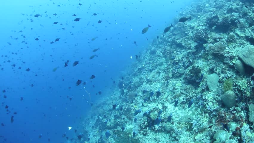 Small reef fish flutter above a coral reef slope in Indonesia. Many Indo-Pacific