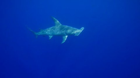 giant great hammerhead shark (Sphyrna mokarran)