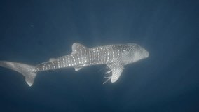an underwater clip of whale shark diving into deep water (Rhincodon typus)