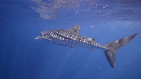 a beautiful underwater clip of whale shark swims in amazing blue water (Rhincodon typus)