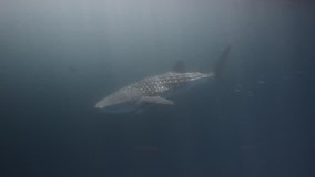 an underwater clip of a large green turtle swimming past the front of a whale shark in open water (Rhincodon typus)