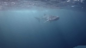 an underwater video clip of a whale shark swimming with mouth open accompanied by remora fish (Rhincodon typus, Echeneidae)