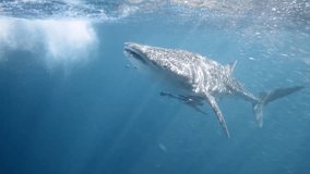 an underwater video clip of a whale shark swimming eratically and fast (Rhincodon typus)