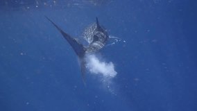 an underwater clip of whale shark releasing a very big excretion (Rhincodon typus)