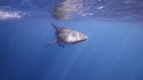 an underwater clip of whale swimming past in beautiful blue water (Rhincodon typus)