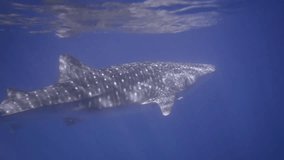an underwater video clip of a whale shark swimming away in open ocean (Rhincodon typus)