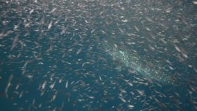 a beautiful underwater video clip of a whale shark swimming with its mouth open trying to feed on a fish baitball (Rhincodon typus)
