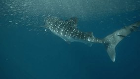 a great underwater video clip of a whale shark from behind with its tail swimming below a big fish baitball (Rhincodon typus)