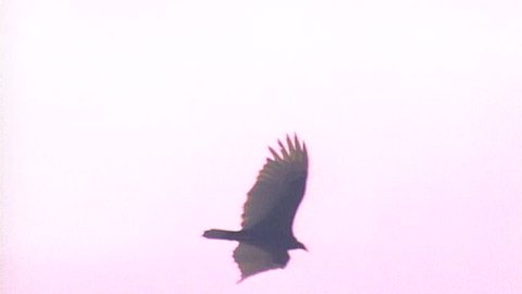 Western hawk flying then close-up of perched hawk