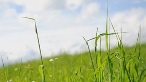 grass moving in wind, background cloudy sky
