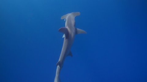 great hammerhead shark swims under snorklers (Sphyrna mokarran)