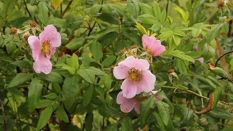 wild rose bush with pink flowers and green leaves
