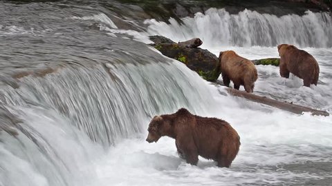Footage of Grizzly Bear Catching Salmon at Brooks Falls, Alaska