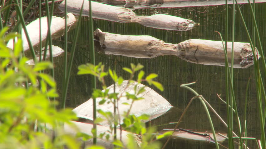 Beaver Pond