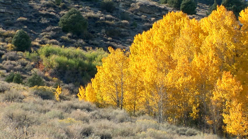 yellow trees
