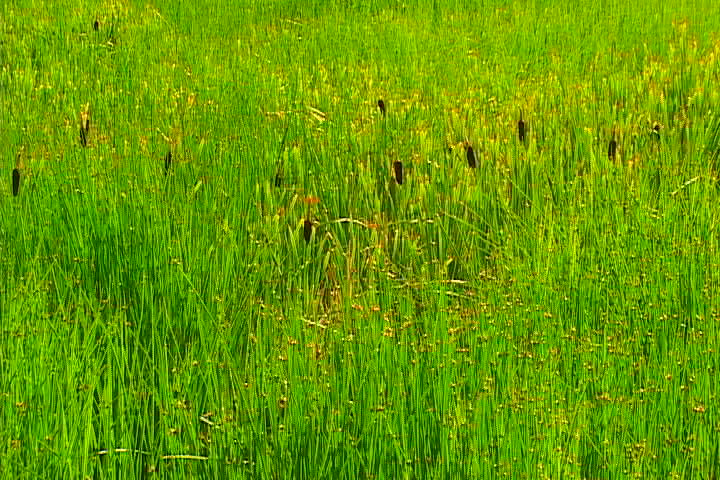 Tall Grass