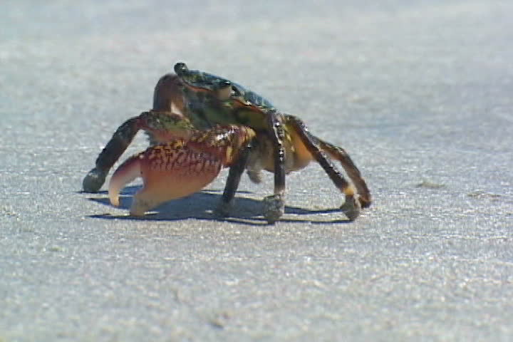 Baja crab