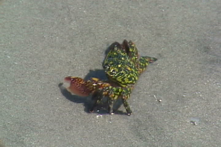 Baja crab