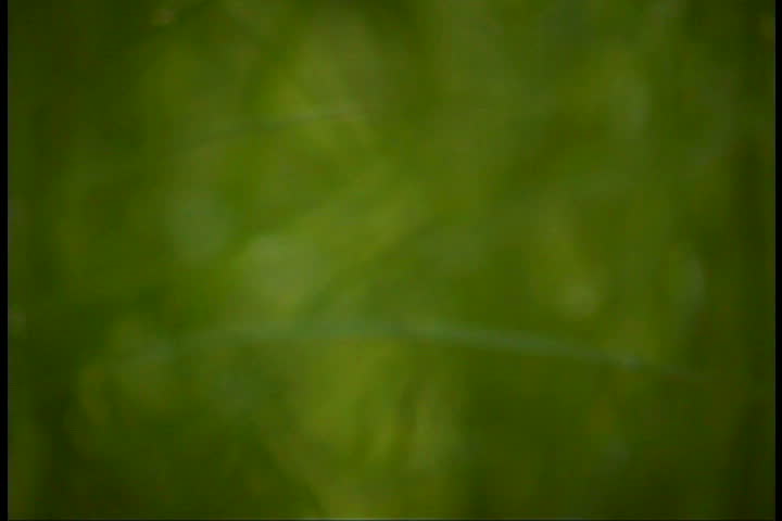 grass close-up