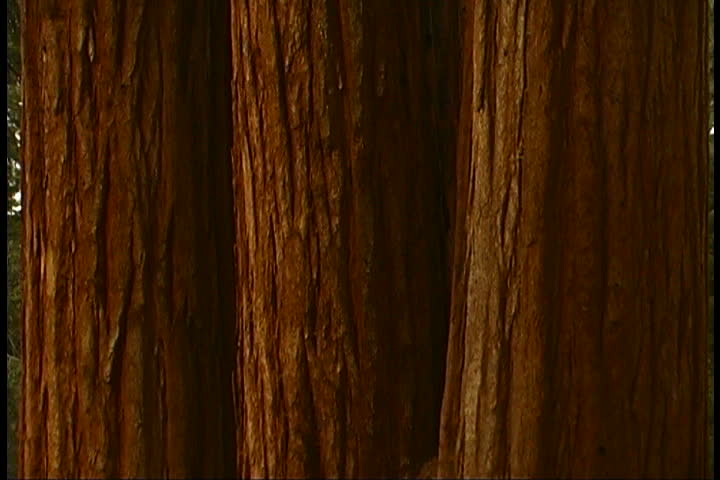  trees in the forest