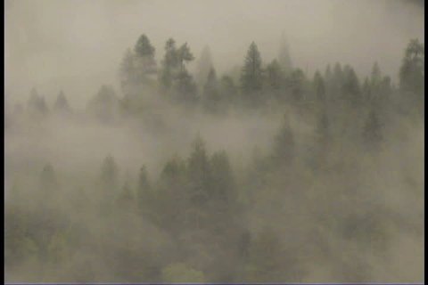 giant sequoias in the fog