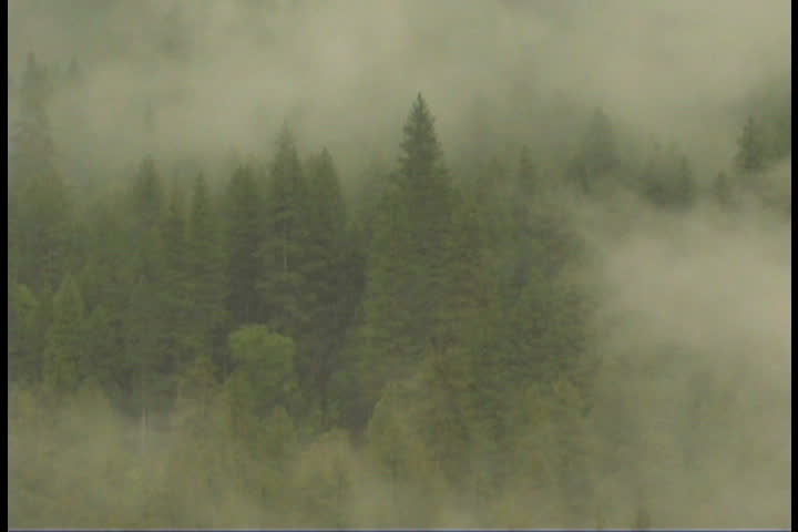 giant sequoias in the fog