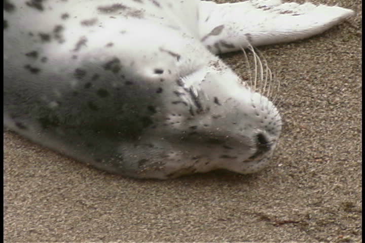 Harbor seal pup
